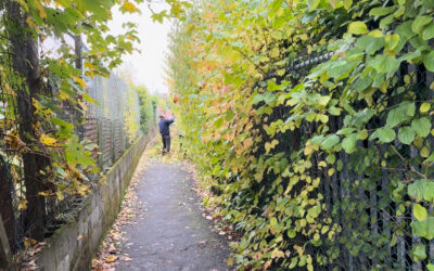 Drawwell Walk Hedge Cutting